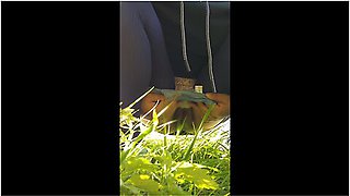 Utsusemiのおしっこシーンまとめ10分間