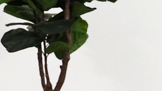Innocent Girl Orgasms Like You Would Not Believe!