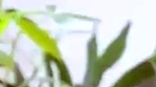 Asian Hottie Nicole Doshi Turns Up The Heat In POV Fuck
