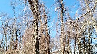 RISKY- XXL manmeat Spunk spray at the park right off the trail