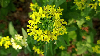 Bengali Wife First Time Video - Wet Pussy fingering 2026